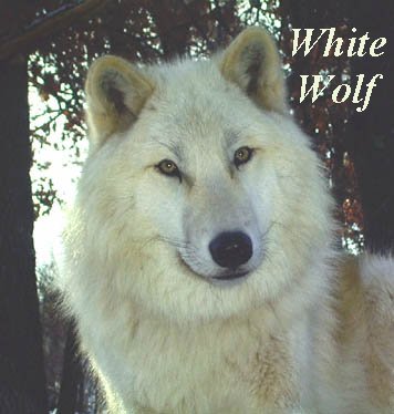 WHITE WOLF